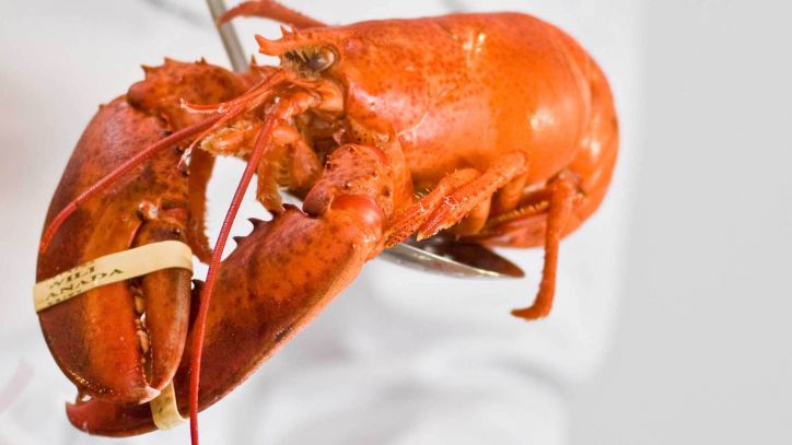 Den Hummer und seine Verwandten, Garnele und Flusskrebs, verarbeiten wir fachgerecht zu köstlichen Süppchen und Risotto.  Kochkurs Die Hummer-Nummer
