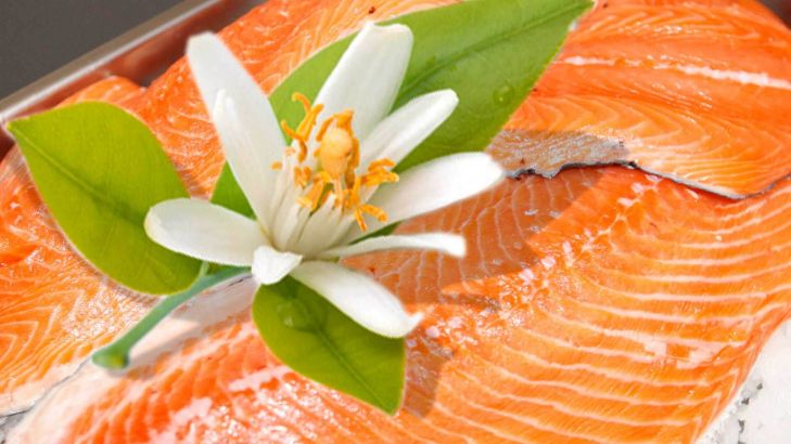 Grill-Lachs mit Orangenblüte
